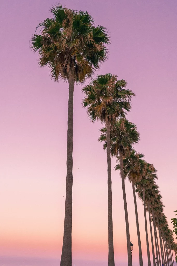 Palm trees at sunset in Marbella on Spain’s Costa del Sol.
