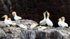 Gannet colonies could take 15 years to recover from bird flu