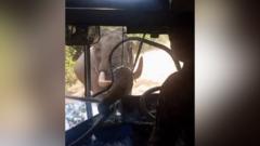 Watch: Elephant smashes through bus windscreen during attack