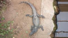 Crocodile enclosure where boy attacked reopens to public
